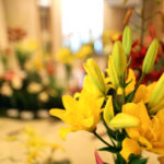 9.7.2016 Kielce. Najpiękniejsze lilie można zobaczyć w KCK / Wojciech Habdas / Radio Kielce