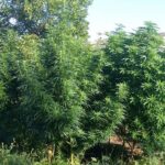 24.08.2016. Plantacja konopii indyjskich / fot. świętokrzyska policja