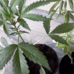 Zatrzymani za uprawianie mariuhuany / fot. świętokrzyska policja