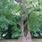 10.08.2016. Wakacje z duchami historii. Częstocice / Krzysztof Bujnowicz / Radio Kielce