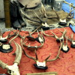 13.08.2016 Kielce. Giełda kolekcjonerska przed WDK. / Jarosław Kubalski / Radio Kielce