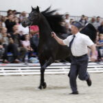 16.08.2016 Michałów. Pokaz na zakończenie Dni Konia Arabskiego. / Jarosław Kubalski / Radio Kielce