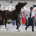 16.08.2016 Michałów. Pokaz na zakończenie Dni Konia Arabskiego. / Jarosław Kubalski / Radio Kielce