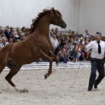 16.08.2016 Michałów. Pokaz na zakończenie Dni Konia Arabskiego. / Jarosław Kubalski / Radio Kielce