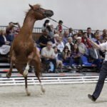 16.08.2016 Michałów. Pokaz na zakończenie Dni Konia Arabskiego. / Jarosław Kubalski / Radio Kielce