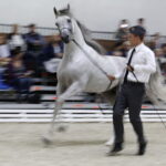 16.08.2016 Michałów. Pokaz na zakończenie Dni Konia Arabskiego. / Jarosław Kubalski / Radio Kielce