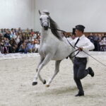 16.08.2016 Michałów. Pokaz na zakończenie Dni Konia Arabskiego. / Jarosław Kubalski / Radio Kielce