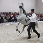 16.08.2016 Michałów. Pokaz na zakończenie Dni Konia Arabskiego. / Jarosław Kubalski / Radio Kielce