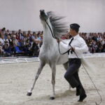 16.08.2016 Michałów. Pokaz na zakończenie Dni Konia Arabskiego. / Jarosław Kubalski / Radio Kielce