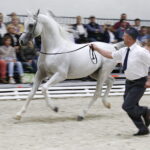 16.08.2016 Michałów. Pokaz na zakończenie Dni Konia Arabskiego. / Jarosław Kubalski / Radio Kielce