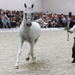 16.08.2016 Michałów. Pokaz na zakończenie Dni Konia Arabskiego. / Jarosław Kubalski / Radio Kielce