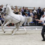 16.08.2016 Michałów. Pokaz na zakończenie Dni Konia Arabskiego. / Jarosław Kubalski / Radio Kielce