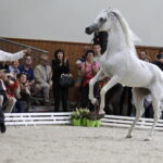 16.08.2016 Michałów. Pokaz na zakończenie Dni Konia Arabskiego. / Jarosław Kubalski / Radio Kielce