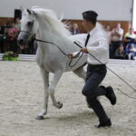 16.08.2016 Michałów. Pokaz na zakończenie Dni Konia Arabskiego. / Jarosław Kubalski / Radio Kielce