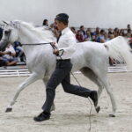 16.08.2016 Michałów. Pokaz na zakończenie Dni Konia Arabskiego. / Jarosław Kubalski / Radio Kielce