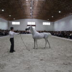 16.08.2016 Michałów. Pokaz na zakończenie Dni Konia Arabskiego. / Jarosław Kubalski / Radio Kielce