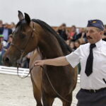 16.08.2016 Michałów. Pokaz na zakończenie Dni Konia Arabskiego. / Jarosław Kubalski / Radio Kielce