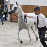 16.08.2016 Michałów. Pokaz na zakończenie Dni Konia Arabskiego. Klacz Emira. / Jarosław Kubalski / Radio Kielce