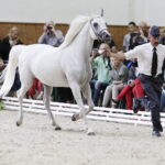 16.08.2016 Michałów. Pokaz na zakończenie Dni Konia Arabskiego. Klacz Emira. / Jarosław Kubalski / Radio Kielce