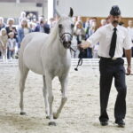 16.08.2016 Michałów. Pokaz na zakończenie Dni Konia Arabskiego. Klacz Emira. / Jarosław Kubalski / Radio Kielce