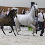 16.08.2016 Michałów. Pokaz na zakończenie Dni Konia Arabskiego. / Jarosław Kubalski / Radio Kielce