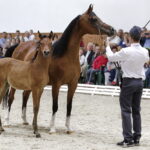 16.08.2016 Michałów. Pokaz na zakończenie Dni Konia Arabskiego. / Jarosław Kubalski / Radio Kielce