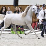 16.08.2016 Michałów. Pokaz na zakończenie Dni Konia Arabskiego. / Jarosław Kubalski / Radio Kielce