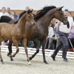 16.08.2016 Michałów. Pokaz na zakończenie Dni Konia Arabskiego. / Jarosław Kubalski / Radio Kielce