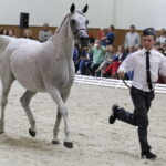 16.08.2016 Michałów. Pokaz na zakończenie Dni Konia Arabskiego. / Jarosław Kubalski / Radio Kielce