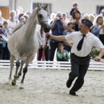 16.08.2016 Michałów. Pokaz na zakończenie Dni Konia Arabskiego. / Jarosław Kubalski / Radio Kielce