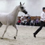 16.08.2016 Michałów. Pokaz na zakończenie Dni Konia Arabskiego. / Jarosław Kubalski / Radio Kielce