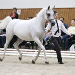 16.08.2016 Michałów. Pokaz na zakończenie Dni Konia Arabskiego. / Jarosław Kubalski / Radio Kielce