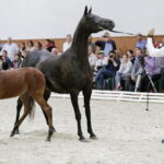 16.08.2016 Michałów. Pokaz na zakończenie Dni Konia Arabskiego. / Jarosław Kubalski - Radio Kielce / 16.08.2016 Michałów. Pokaz na zakończenie Dni Konia Arabskiego.
