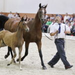 16.08.2016 Michałów. Pokaz na zakończenie Dni Konia Arabskiego. / Jarosław Kubalski / Radio Kielce