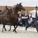16.08.2016 Michałów. Pokaz na zakończenie Dni Konia Arabskiego. / Jarosław Kubalski / Radio Kielce