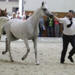 16.08.2016 Michałów. Pokaz na zakończenie Dni Konia Arabskiego. / Jarosław Kubalski / Radio Kielce