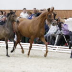 16.08.2016 Michałów. Pokaz na zakończenie Dni Konia Arabskiego. / Jarosław Kubalski / Radio Kielce