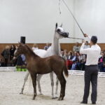 Pokaz na zakończenie Dni Konia Arabskiego. / Jarosław Kubalski / Radio Kielce