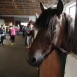 16.08.2016 Michałów. Pokaz na zakończenie Dni Konia Arabskiego. / Jarosław Kubalski / Radio Kielce