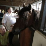 16.08.2016 Michałów. Pokaz na zakończenie Dni Konia Arabskiego. / Jarosław Kubalski / Radio Kielce