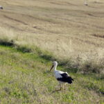 18.08.2016 Bociany żerują na polu pod Włoszczowicami. / Jarosław Kubalski / Radio Kielce