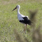 18.08.2016 Bociany żerują na polu pod Włoszczowicami. / Jarosław Kubalski / Radio Kielce