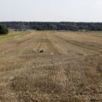 18.08.2016 Bociany żerują na polu pod Włoszczowicami. / Jarosław Kubalski / Radio Kielce