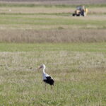 18.08.2016 Bociany żerują na polu pod Włoszczowicami. / Jarosław Kubalski / Radio Kielce