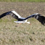 18.08.2016 Bociany żerują na polu pod Włoszczowicami. / Jarosław Kubalski - Radio Kielce / 18.08.2016 Bociany żerują na polu pod Włoszczowicami.