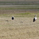 18.08.2016 Bociany żerują na polu pod Włoszczowicami. / Jarosław Kubalski / Radio Kielce