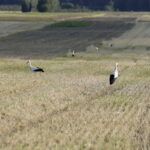 18.08.2016 Bociany żerują na polu pod Włoszczowicami. / Jarosław Kubalski / Radio Kielce