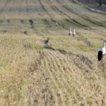 18.08.2016 Bociany żerują na polu pod Włoszczowicami. / Jarosław Kubalski / Radio Kielce
