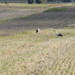 18.08.2016 Bociany żerują na polu pod Włoszczowicami. / Jarosław Kubalski / Radio Kielce