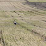 18.08.2016 Bociany żerują na polu pod Włoszczowicami. / Jarosław Kubalski / Radio Kielce